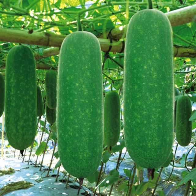 深圳市mg冰球突破十大平台农产品实业有限公司-蔬菜配送-节瓜配送