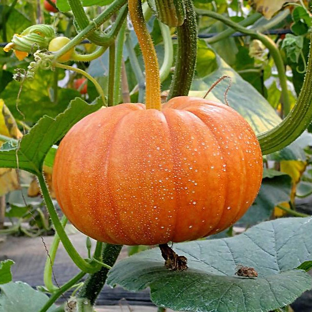 南瓜配送-蔬菜配送-深圳市mg冰球突破十大平台农产品实业有限公司