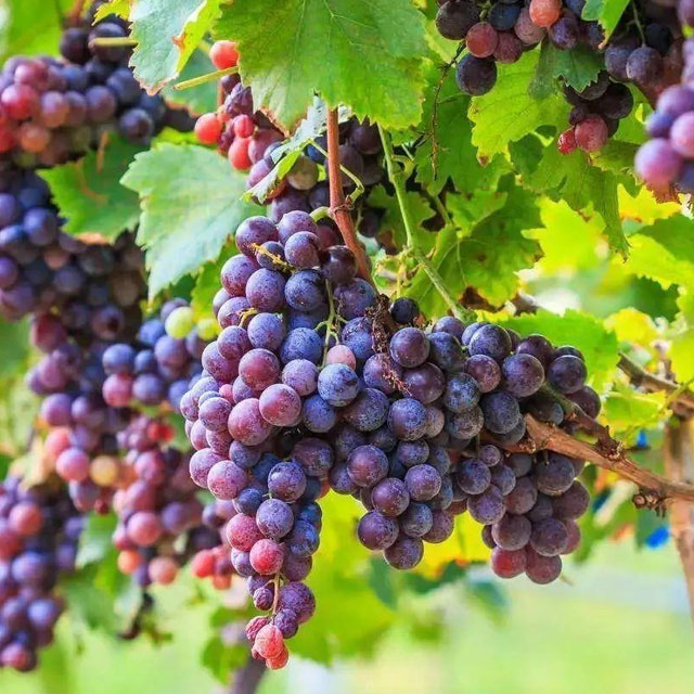 葡萄配送水果配送深圳市mg冰球突破十大平台农产品实业有限公司