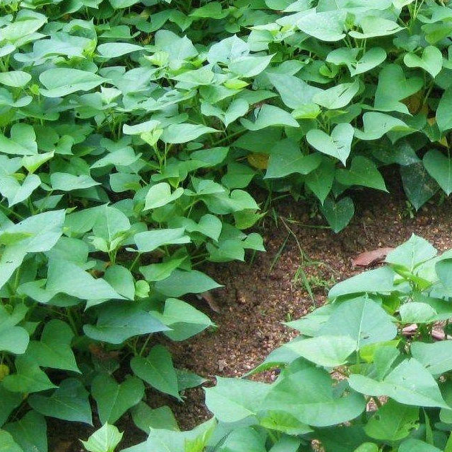 深圳市mg冰球突破十大平台农产品实业有限公司-蔬菜配送-番薯叶配送