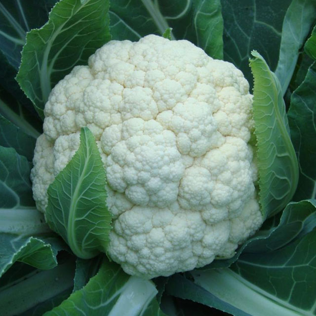 白花菜配送-蔬菜配送-深圳市mg冰球突破十大平台农产品实业有限公司