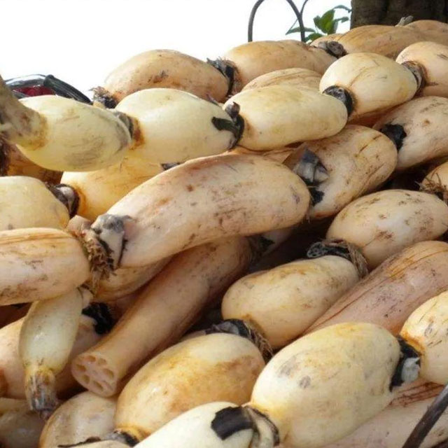 莲藕配送-蔬菜配送-深圳市mg冰球突破十大平台农产品实业有限公司