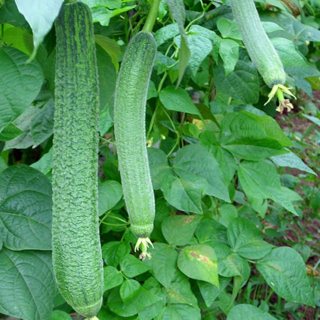 新鲜丝瓜配送蔬菜配送深圳市mg冰球突破十大平台农产品实业有限公司