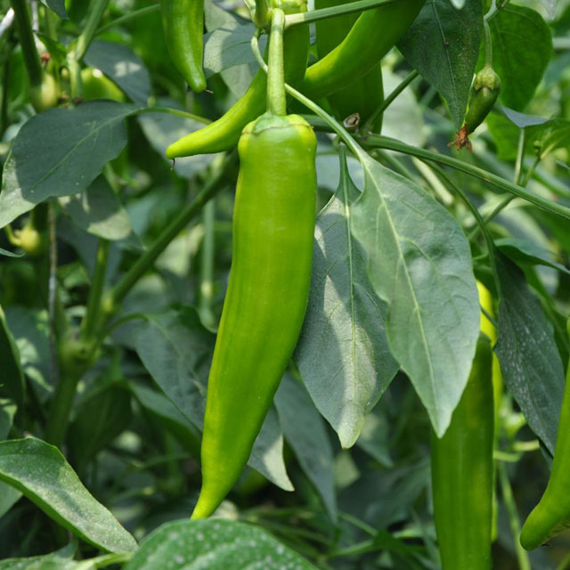 深圳市mg冰球突破十大平台农产品实业有限公司-蔬菜配送-湖南青椒