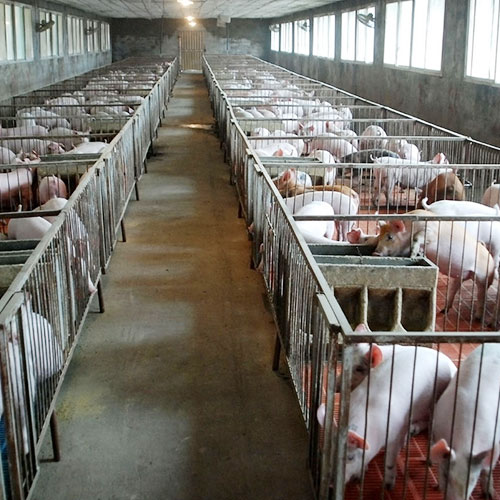 养猪场6基地仓库深圳市mg冰球突破十大平台农产品实业有限公司