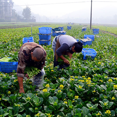 云南基地基地仓库深圳市mg冰球突破十大平台农产品实业有限公司