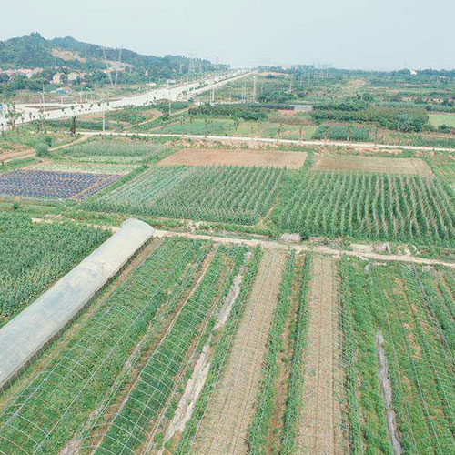 云南基地种植基地深圳市mg冰球突破十大平台农产品实业有限公司